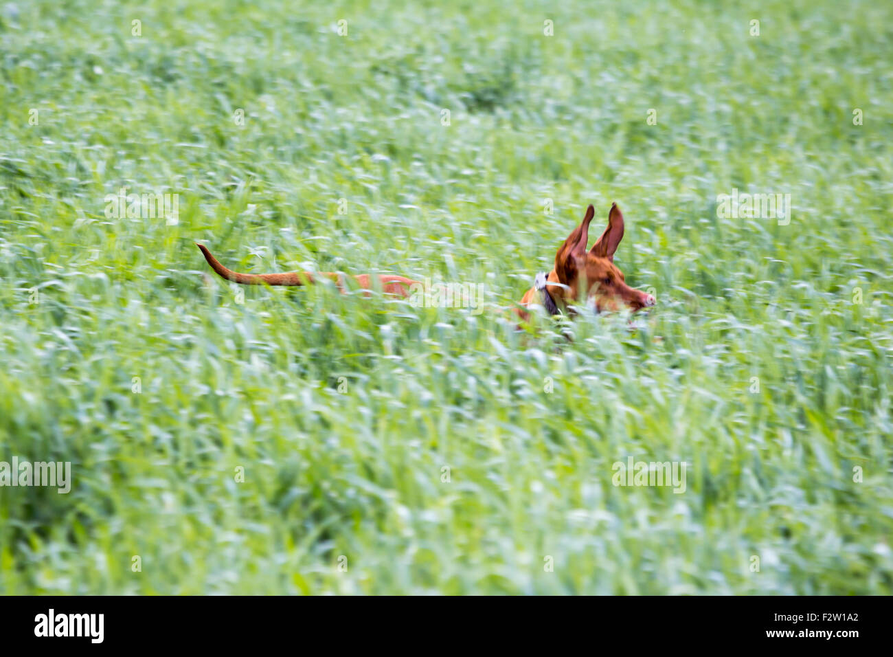 04.05.2015, Berlin, Berlin, Allemagne - Magyar Vizsla devint fonctionnant à travers un champ de blé. 0GB150504D100CAROEX.JPG - pas à vendre dans Banque D'Images