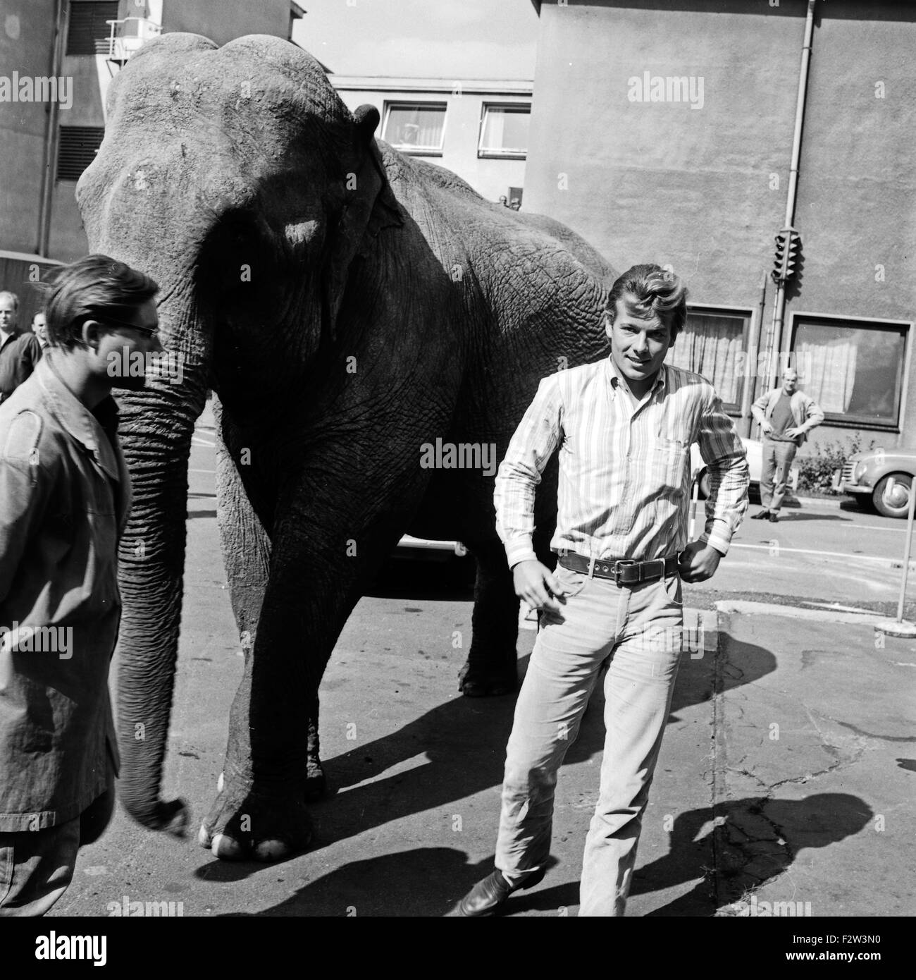 Ein Elefant auf dem Weg ins Studio des ZDF à Hamburg, Deutschland 1960 er Jahre. Un éléphant sur la façon de le studio de télévision allemande Zweites Deutsches Fernsehen station à Hambourg, Allemagne 1960. Banque D'Images