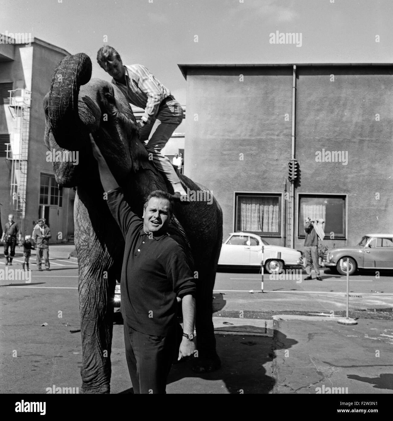 Ein Elefant auf dem Weg ins Studio des ZDF à Hamburg, Deutschland 1960 er Jahre. Un éléphant sur la façon de le studio de télévision allemande Zweites Deutsches Fernsehen station à Hambourg, Allemagne 1960. Banque D'Images