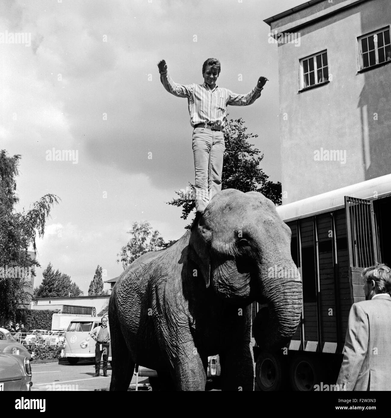 Ein Elefant auf dem Weg ins Studio des ZDF à Hamburg, Deutschland 1960 er Jahre. Un éléphant sur la façon de le studio de télévision allemande Zweites Deutsches Fernsehen station à Hambourg, Allemagne 1960. Banque D'Images