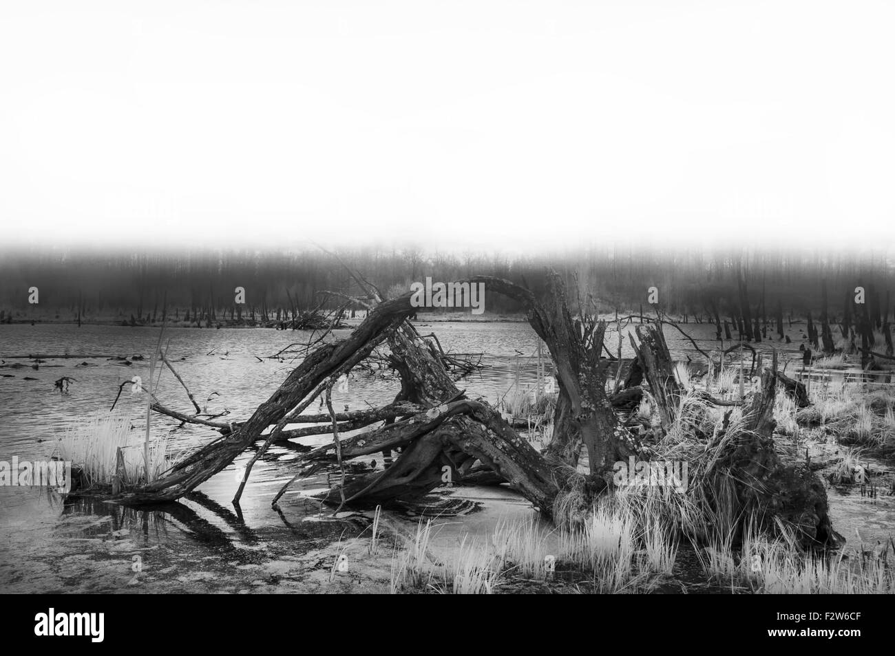Une photo d'un beau matin d'hiver brumeux avec caméra infrarouge. Banque D'Images