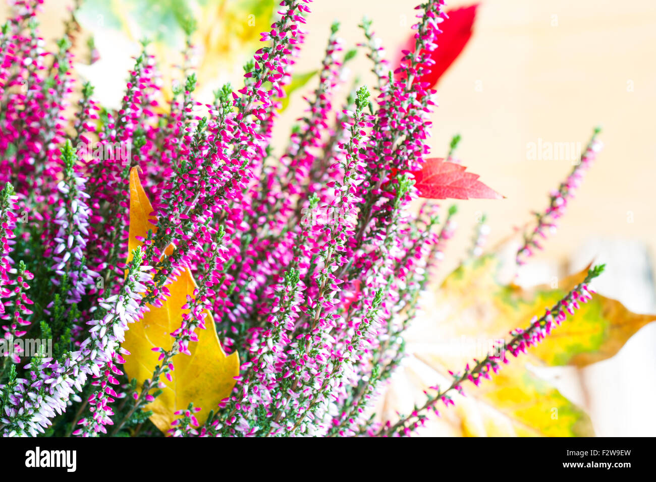 Heather et les feuilles d'automne abstract floral still life concept Banque D'Images