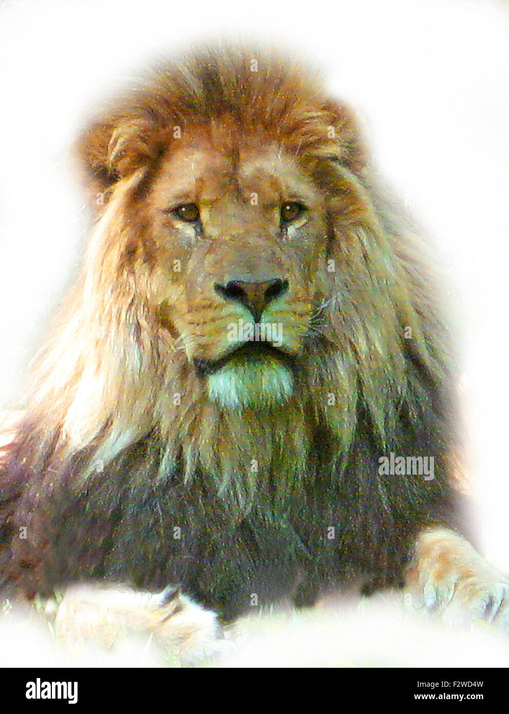 Illustration de tête de lion lion mâle visage Banque D'Images