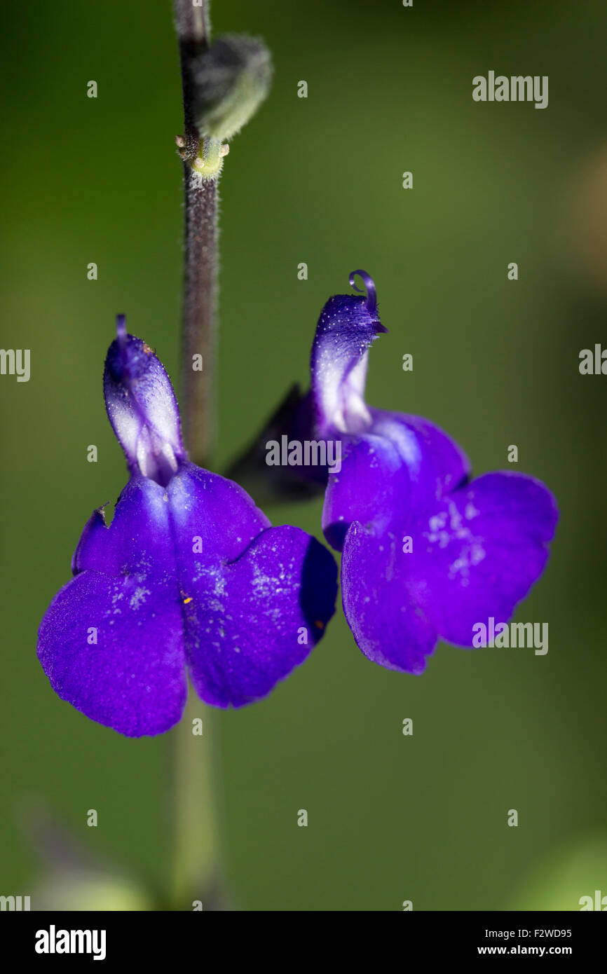 Les petites fleurs bleues de la demi-hardy, sauge arbustive Salvia greggii 'Blue Note' Banque D'Images