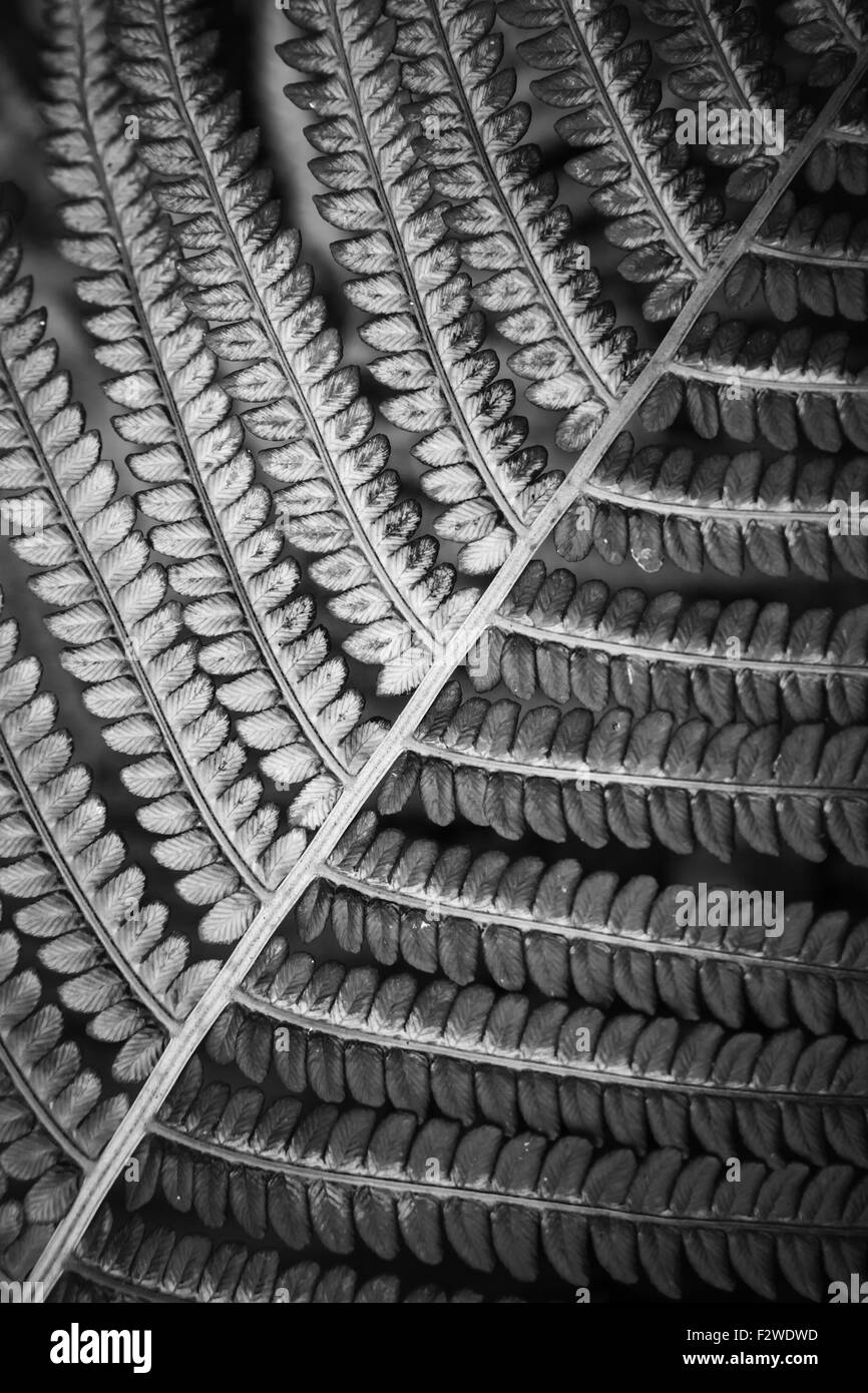 Vieux fougères, monochrome macro photo verticale Banque D'Images Vieux fougères, monochrome macro photo verticale Banque D'Images