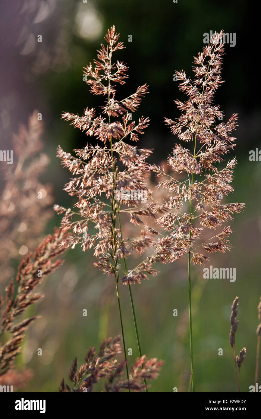 Calamagrostis epigejos, noms communs bois petit-reed ou bushgrass in closeup Banque D'Images