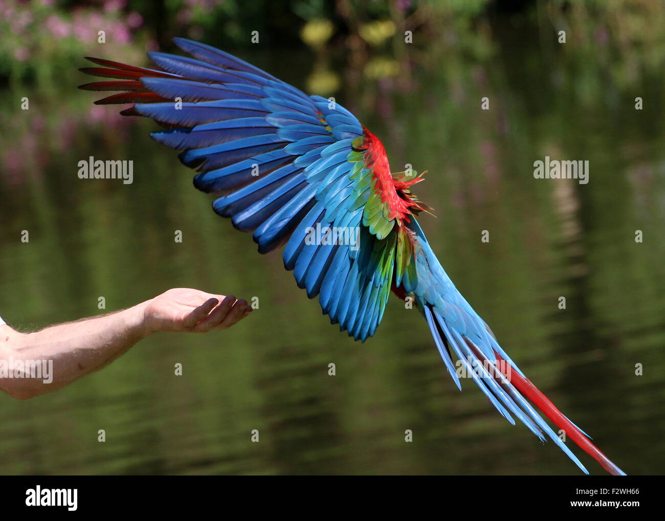 Gestionnaire d'oiseaux l'avifaune à l'arrivée d'un zoo avec des oiseaux rouges et vertes (Aras Ara chloropterus - alias Green winged Macaw) landing Banque D'Images