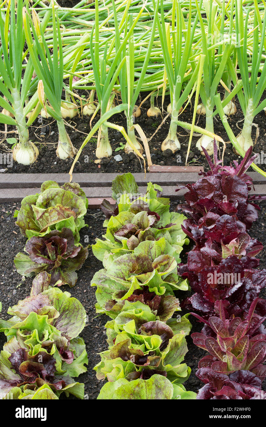 Cichorium intybus. 'Chicorée Palla Rossa' et 'ommoth Oignons' dans un potager surélevée Banque D'Images