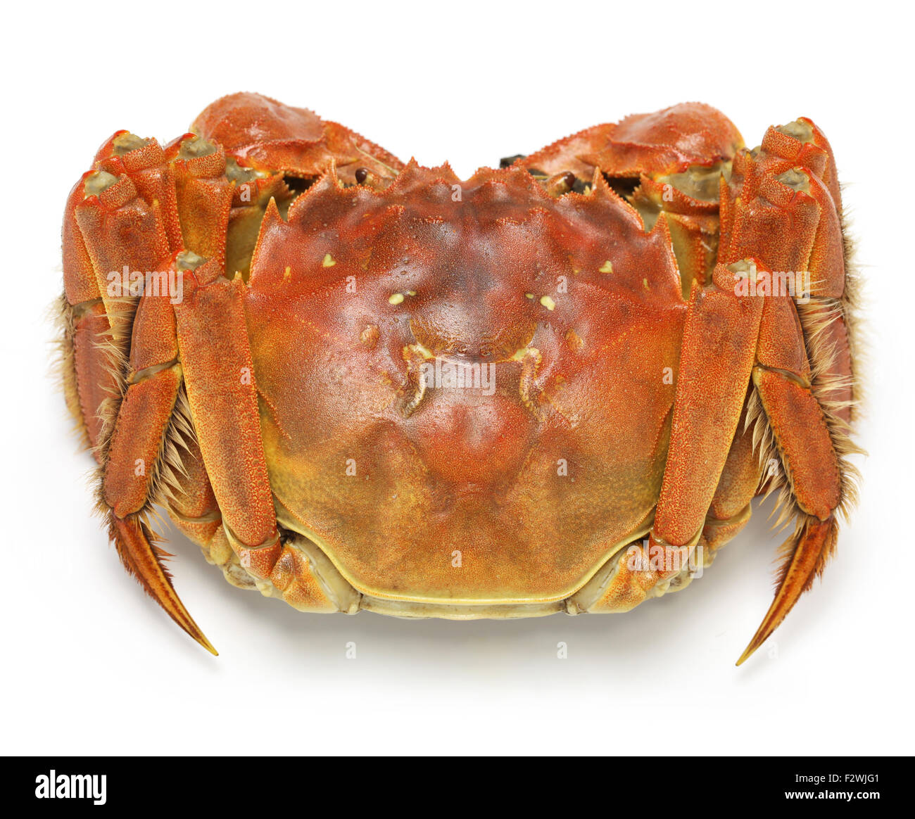 Crabe chinois à la vapeur, le crabe poilu de shanghai isolé sur fond blanc Banque D'Images