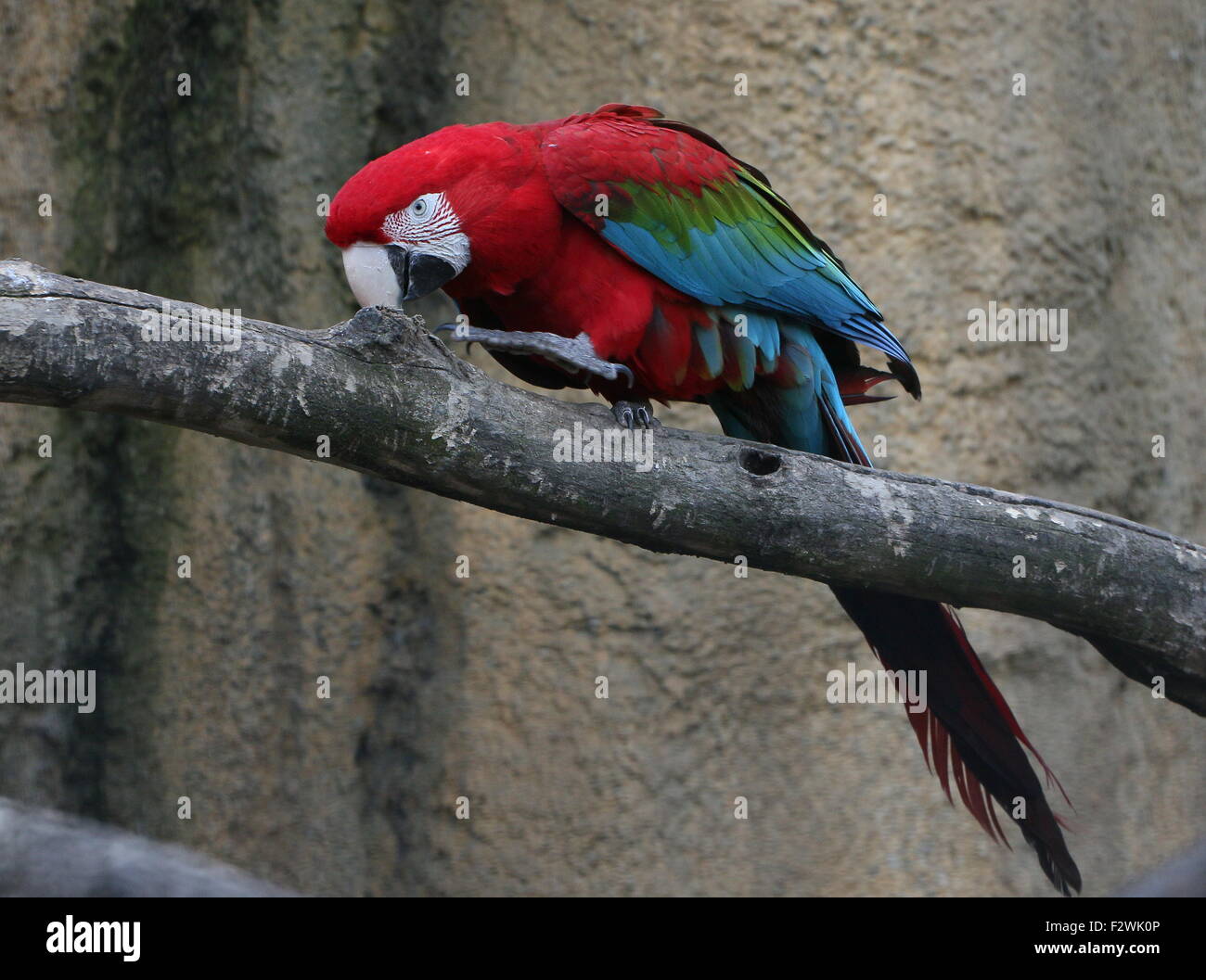 Rouge d'Amérique du Sud et vert Macaw (Ara chloropterus) a.k.a Green winged Macaw. Prise au Zoo Diergaarde Blijdorp Rotterdam Banque D'Images