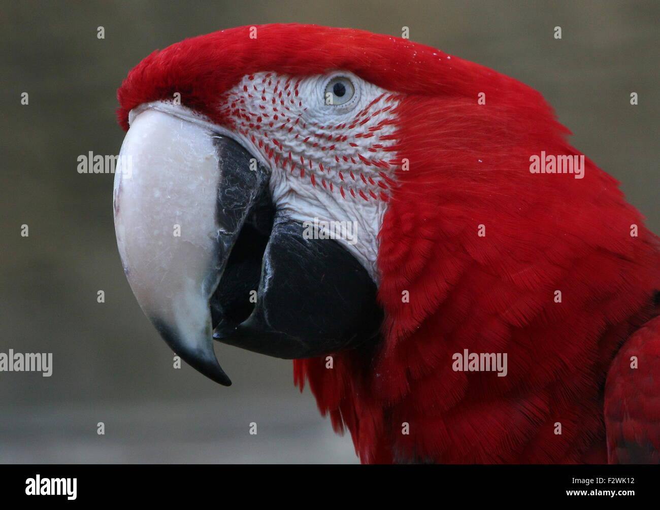 Rouge d'Amérique du Sud et vert Macaw (Ara chloropterus) a.k.a Green winged Macaw. Close-up de tête et bec Banque D'Images