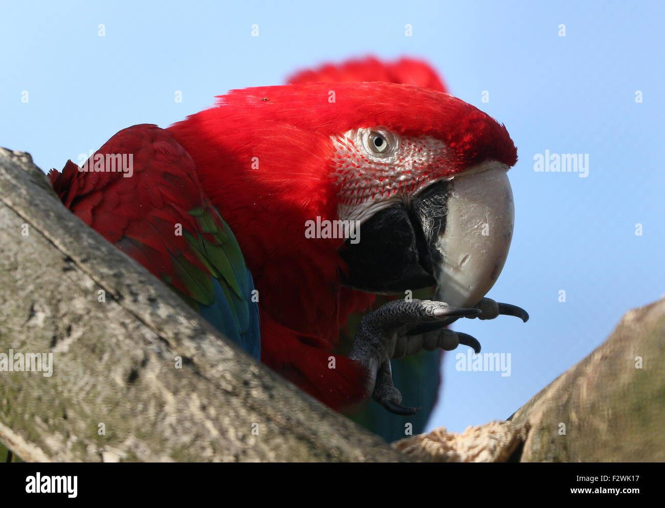 Rouge d'Amérique du Sud et vert Macaw (Ara chloropterus) a.k.a Green winged Macaw. Close-up de tête et bec Banque D'Images