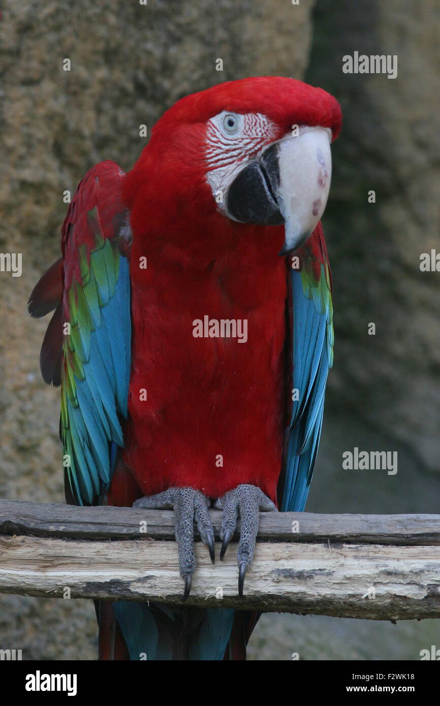 Rouge d'Amérique du Sud et vert Macaw (Ara chloropterus) a.k.a Green winged Macaw. Close-up de tête et bec Banque D'Images