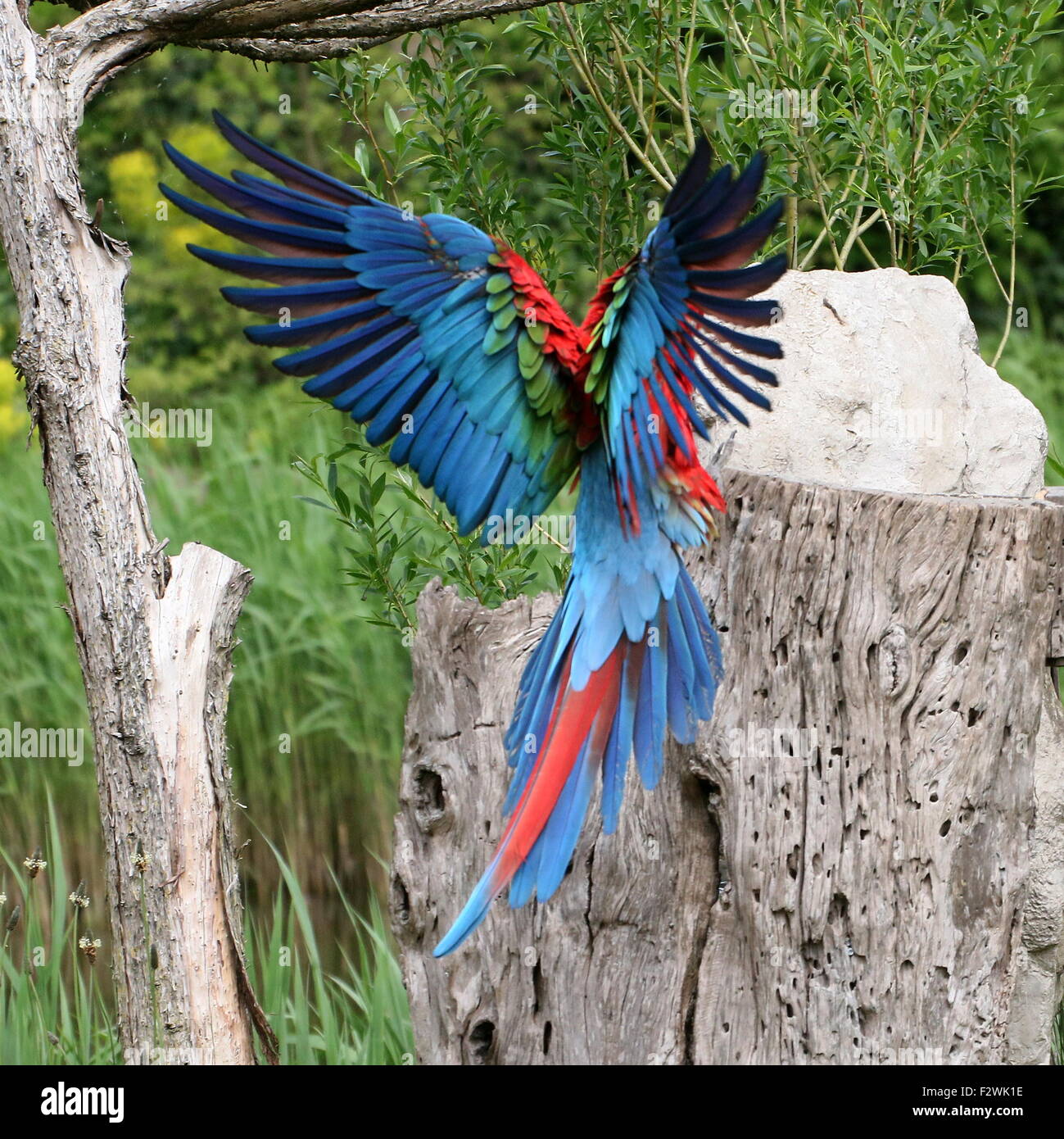 Rouge d'Amérique du Sud et vert Macaw (Ara chloropterus) en vol, sur le point de toucher le bas. A.k.a. Green winged Macaw Banque D'Images