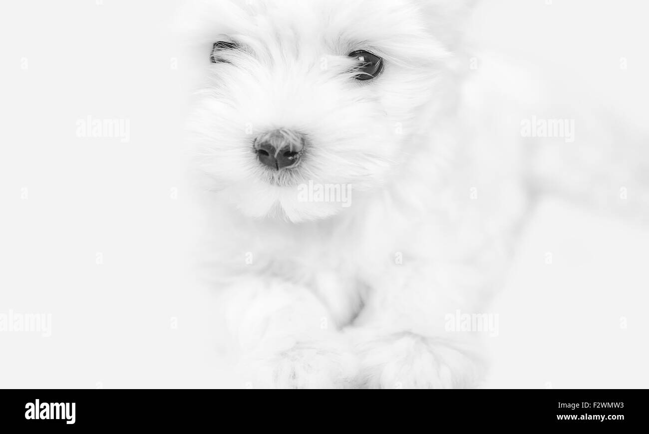 Photo prise de notre pure race Maltese, Zoe. Banque D'Images
