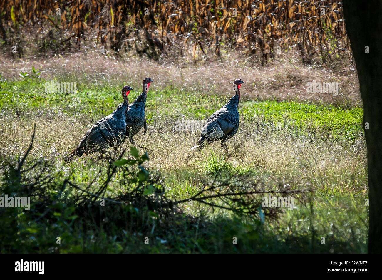 Ces trois dindes sont sur la voie de ce champ pour déguster un repas sur la gauche, juste à l'agriculteur de maïs pour les animaux à manger. Banque D'Images