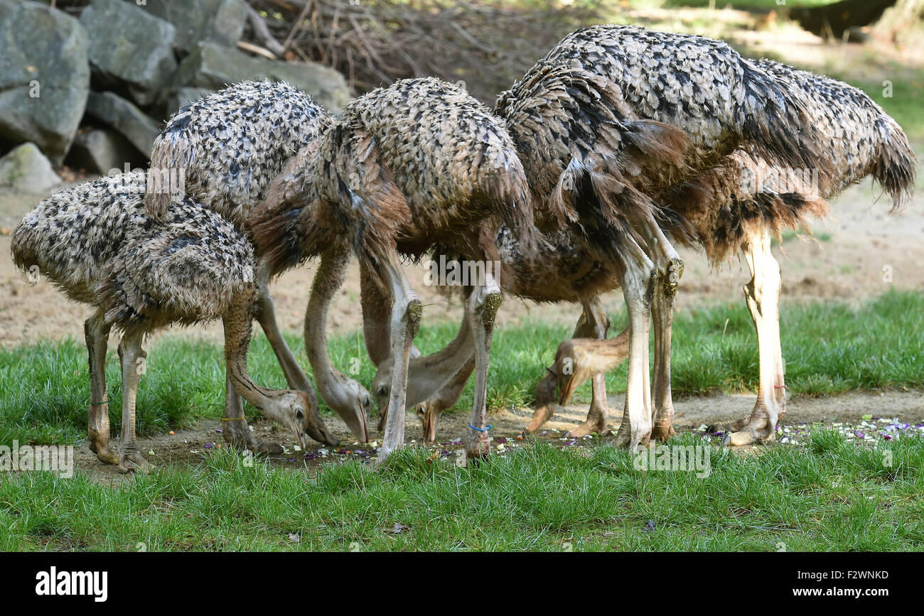 Hanovre, Allemagne. Sep 24, 2015. L'Afrique du Nord les jeunes autruches à cou rouge picorer leur chou haché dans la piscine vous faire du Zoo de Hanovre, Allemagne, 24 septembre 2015. Sept poussins de la disparition des espèces d'oiseaux sont nés au zoo à la mi et à la fin juin. Photo : HOLGER HOLLEMANN/dpa/Alamy Live News Banque D'Images