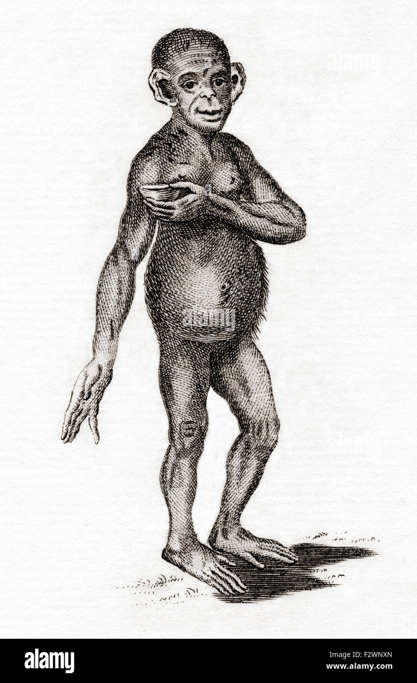 Chimpanzé. À partir d'un 18e siècle imprimer. Banque D'Images
