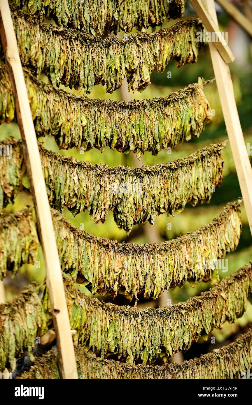Feuilles de tabac séchées par la méthode classique dans le soleil Banque D'Images