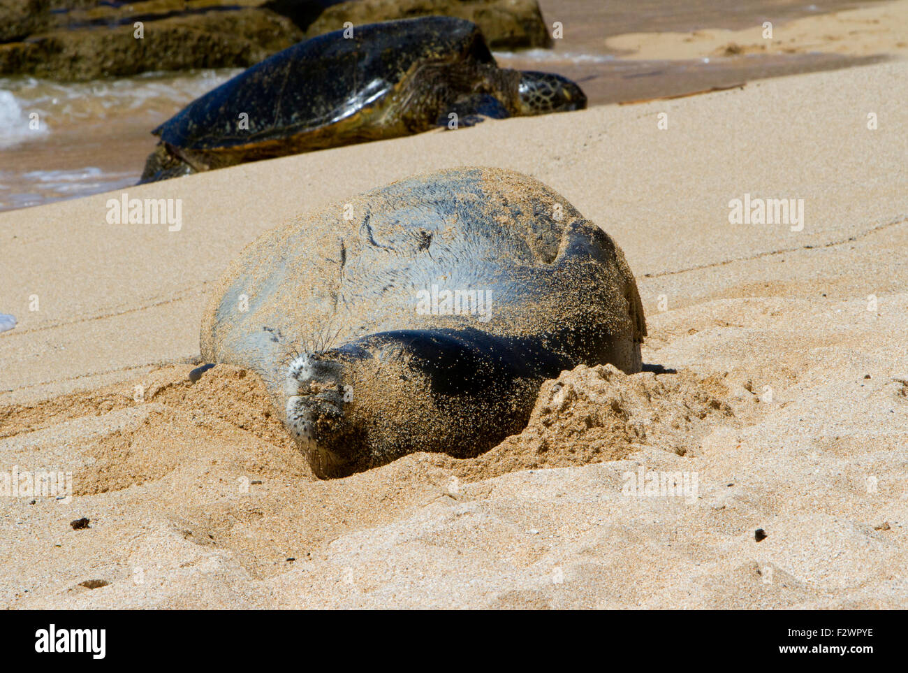 Le phoque moine hawaiien (Neomonachus schauinslandi) reposant sur la plage de Ho'okipa Beach Park, Paia, Maui, Hawaii, en août Banque D'Images