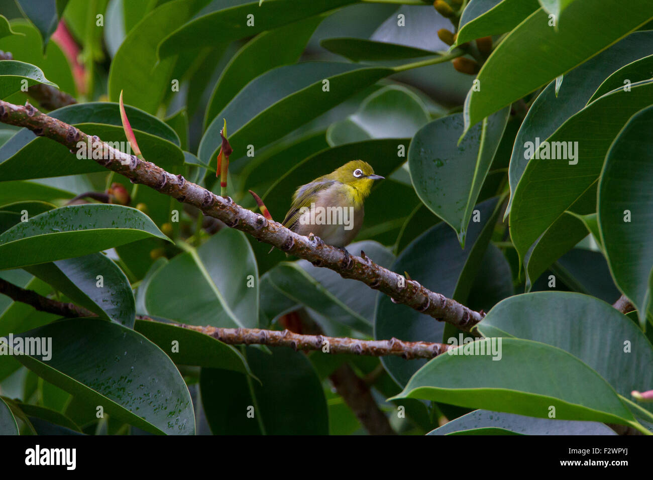 Japanese White-eye (Zosterops japonicus) perché sur une branche en Haiku, Maui, Hawaii en août Banque D'Images