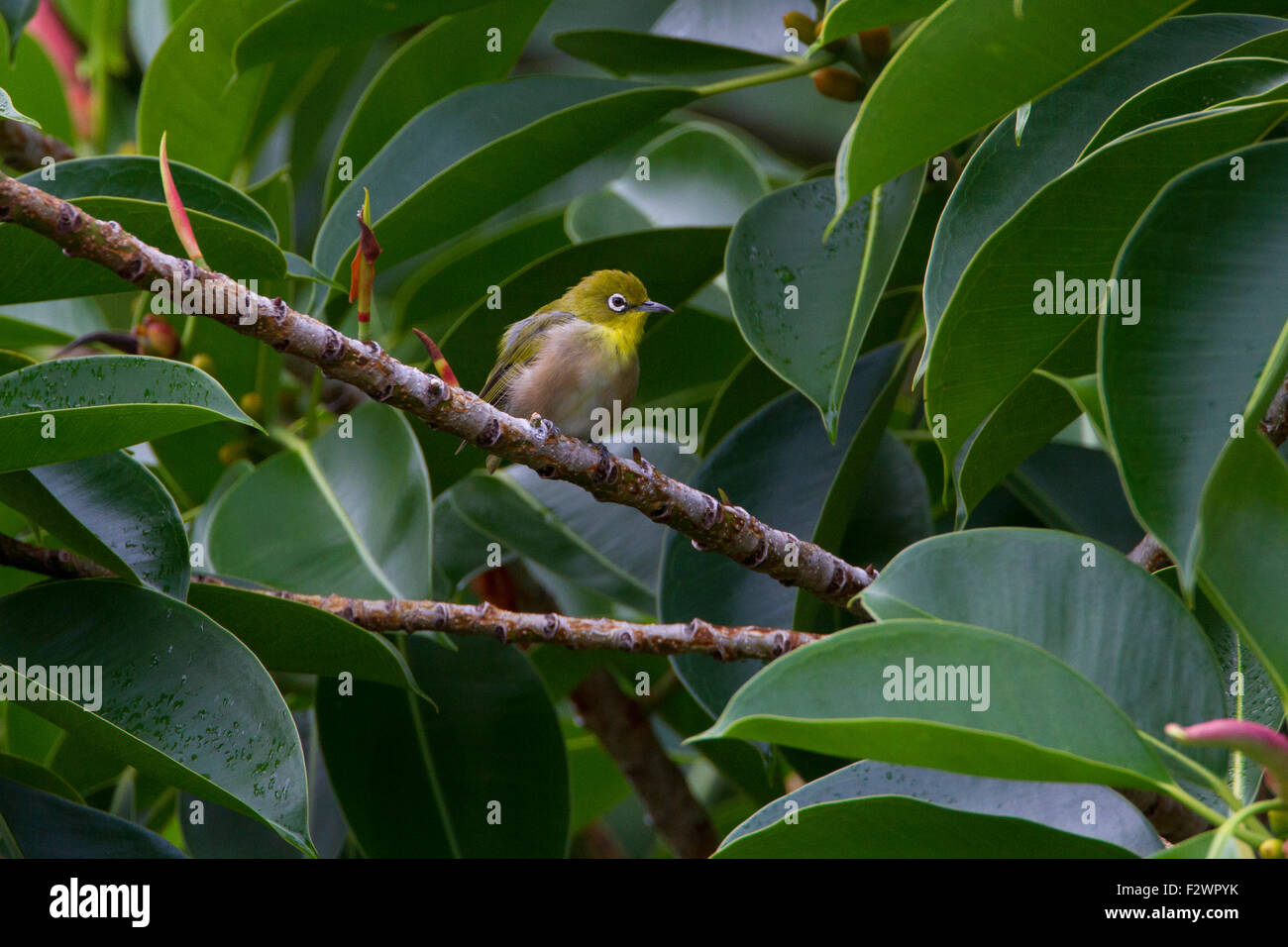 Japanese White-eye (Zosterops japonicus) perché sur une branche en Haiku, Maui, Hawaii en août Banque D'Images