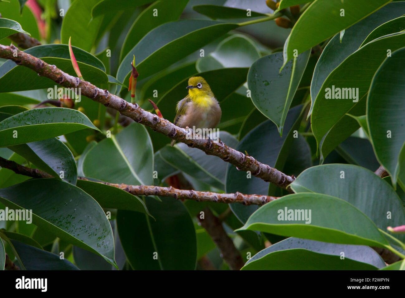 Japanese White-eye (Zosterops japonicus) perché sur une branche en Haiku, Maui, Hawaii en août Banque D'Images