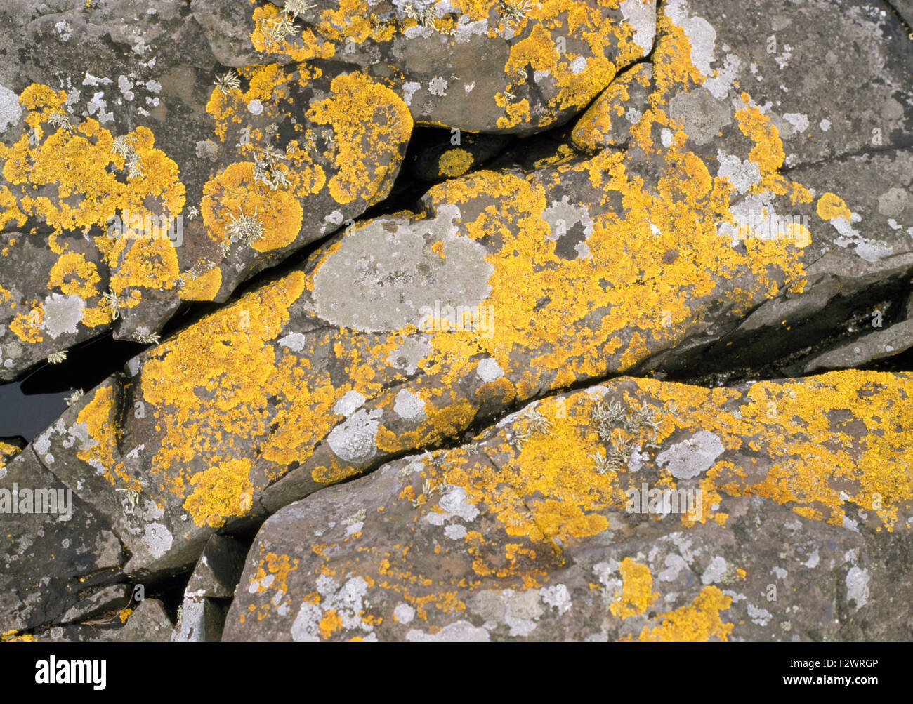 Close-up of des roches couvertes de lichen Banque D'Images