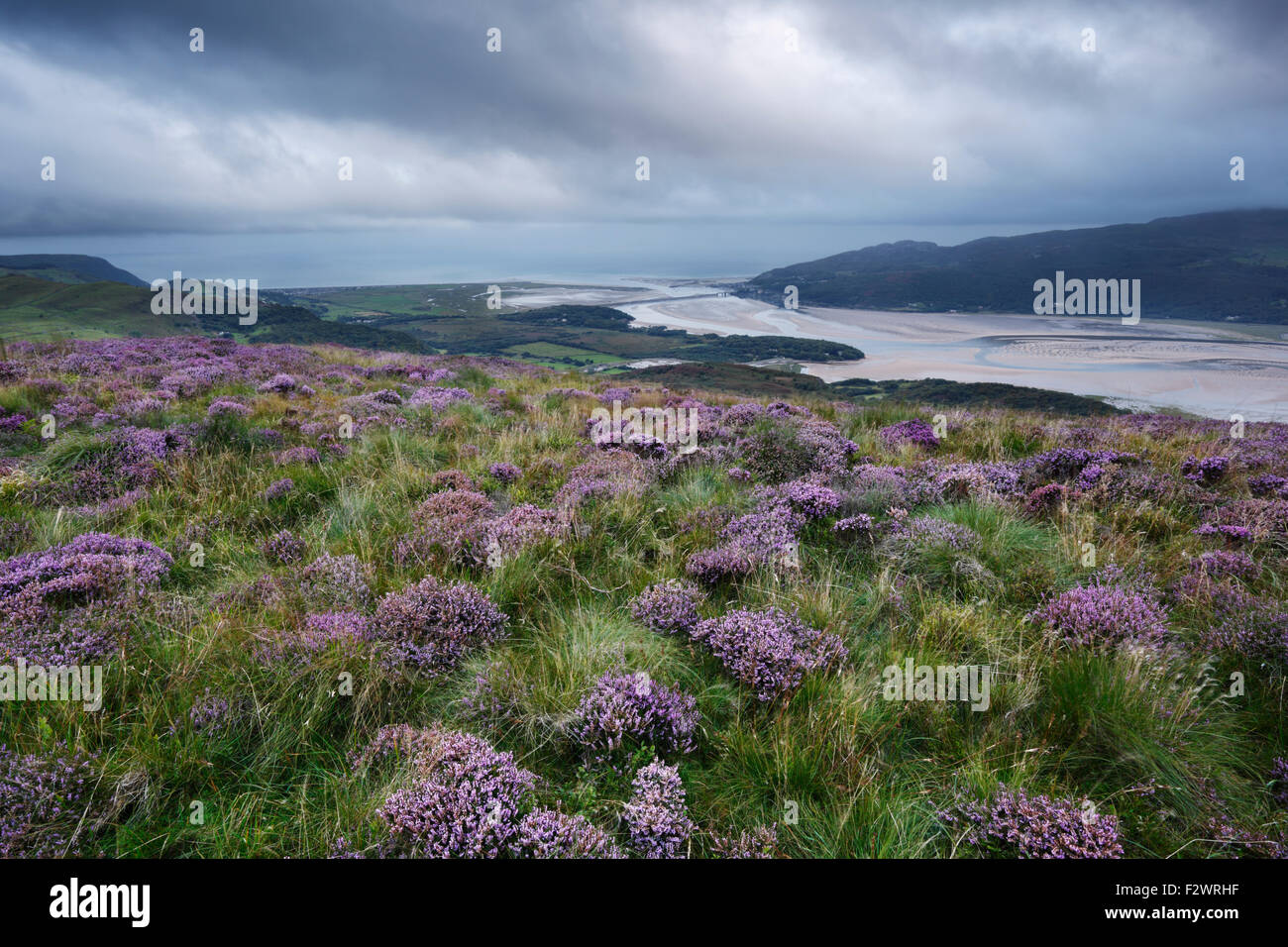Heather sur les pentes de Pared y Cefn hir, donnant sur l'estuaire de Mawddach. Le Parc National de Snowdonia. Gwynedd. Le Pays de Galles. UK. Banque D'Images