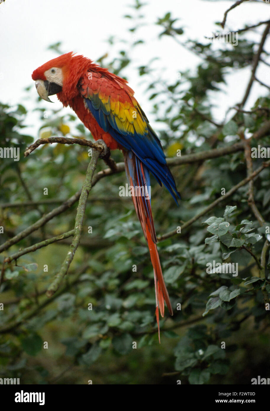 Close-up d'un grand et coloré perroquet sur une branche Banque D'Images
