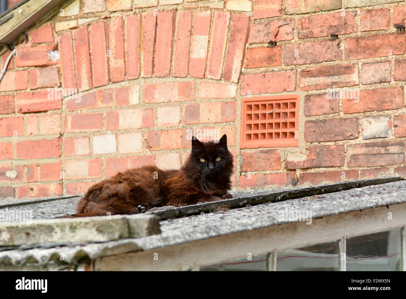 Manteau Noir Chat persan allongé sur toit en appentis au soleil Banque D'Images