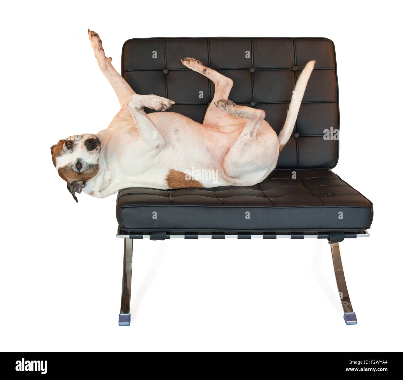 American Staffordshire terrier pitbull dog avec les pieds dans l'air ; sait comment se détendre sur sa chaise Barcelone moderne au milieu du siècle Banque D'Images