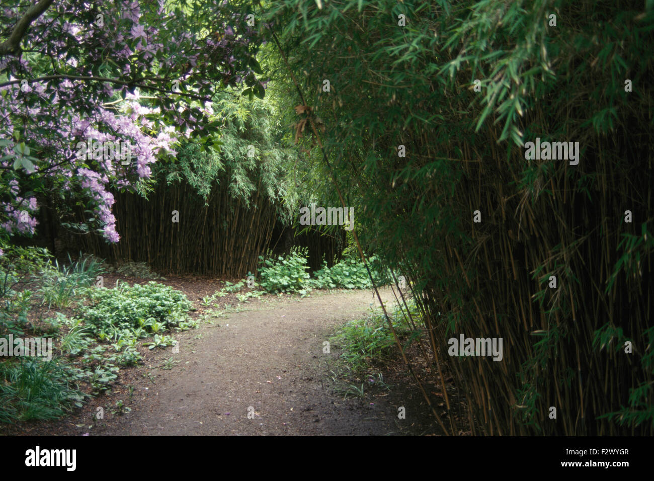 Grand bambou et un rhododendron mauve à côté des frontières de plus en plus de chemin dans le jardin grand pays Banque D'Images