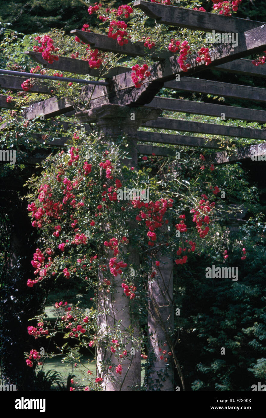 Escalade rose roses sur pergola en bois rustique Banque D'Images