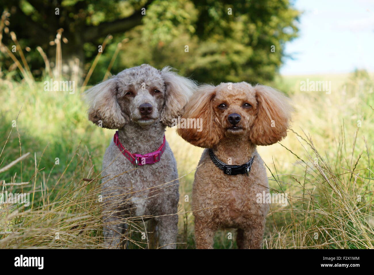Oscar et Indie Toy/Poodle miniature posant sur leur promenade dans la nature à Loudoun Hill.Deux adorables gribouillages lors d'une promenade. Banque D'Images