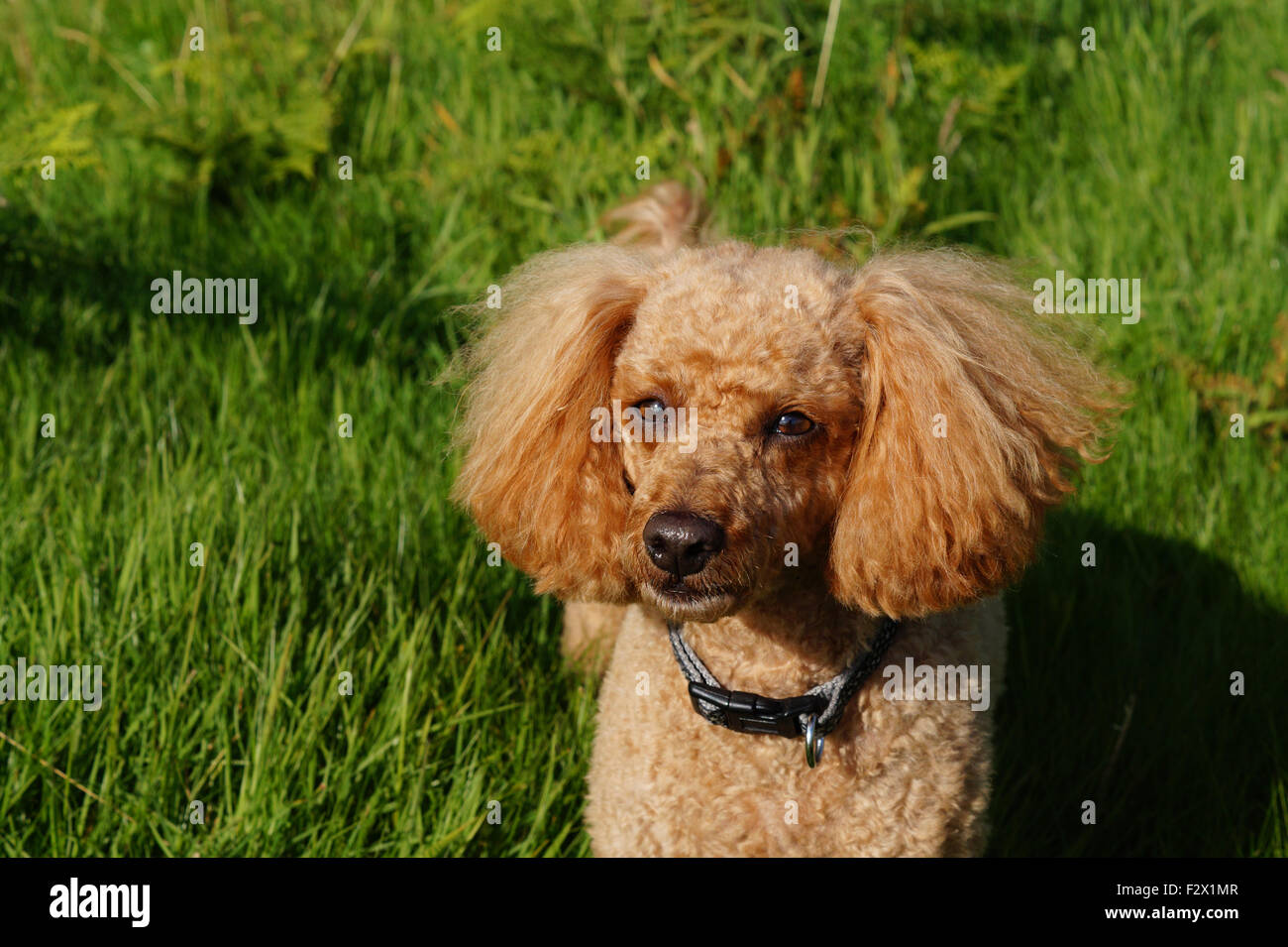 Caniche toy rouge petit mignon avec des oreilles allongé dans l'herbe Banque D'Images