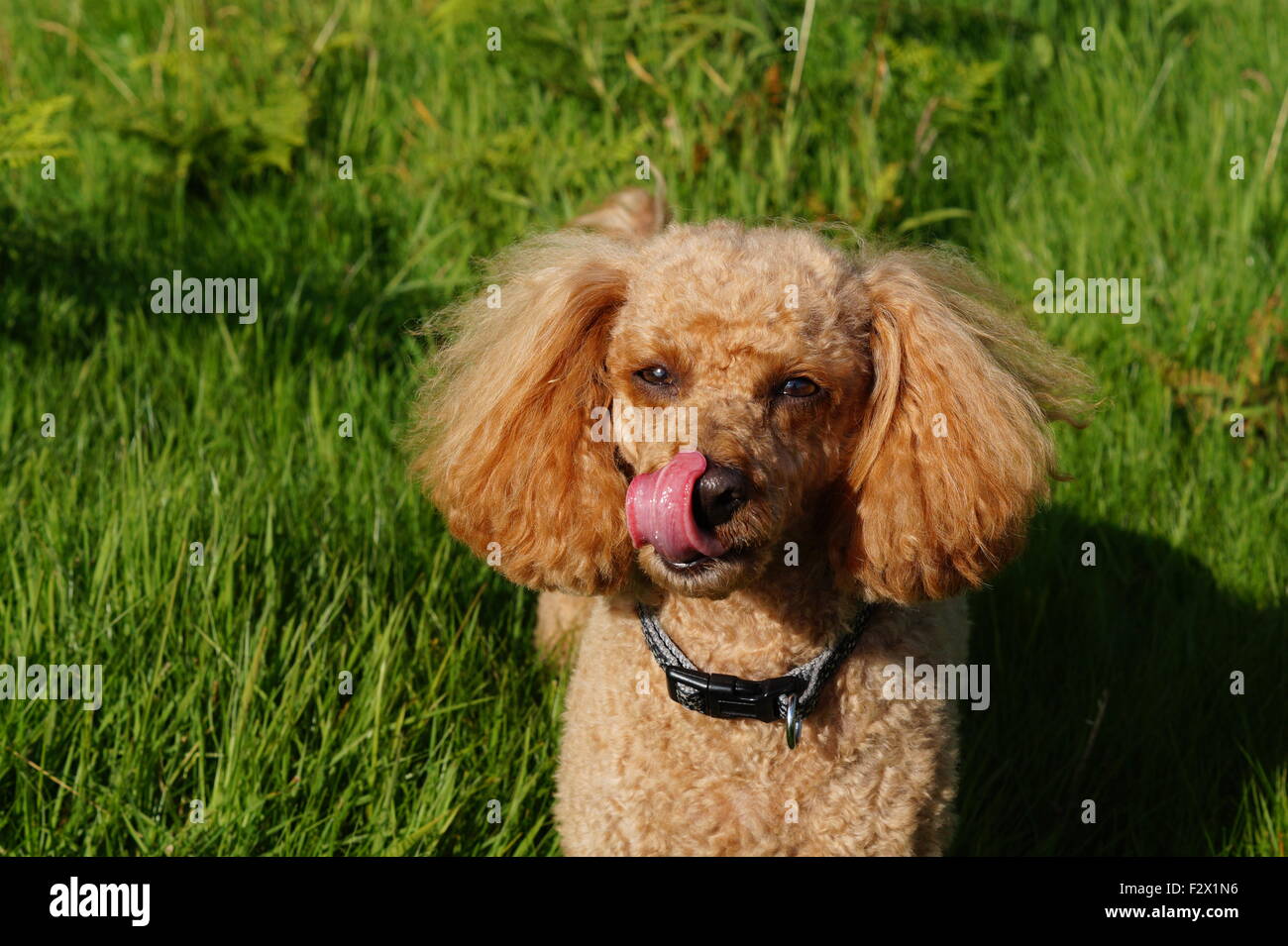 Petit Caniche toy rouge avec des oreilles de lécher le nez face à huis clos Banque D'Images