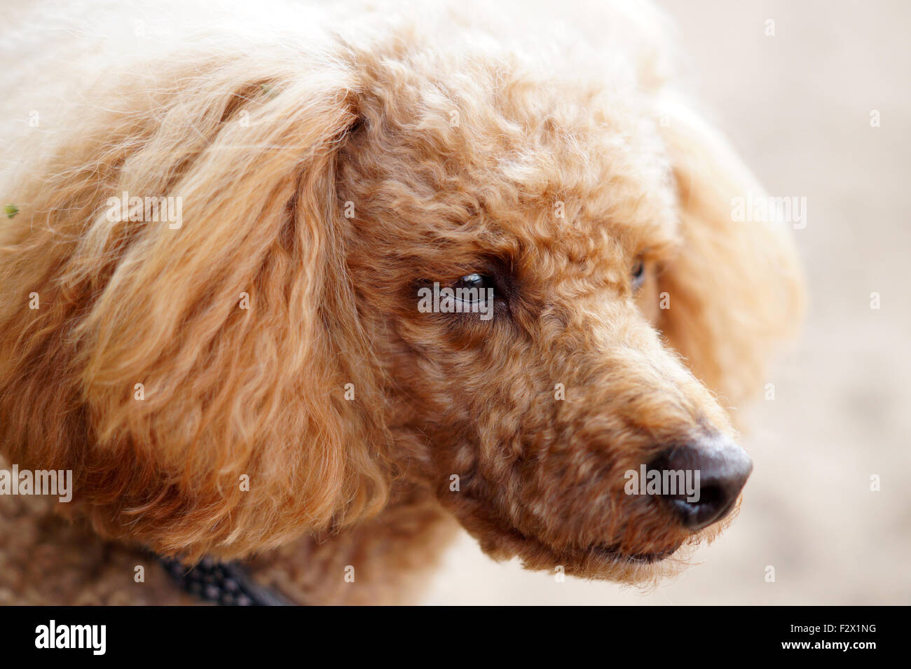 Adorable en peluche rouge aux cheveux bouclés avec des yeux marron Caniche toy Banque D'Images