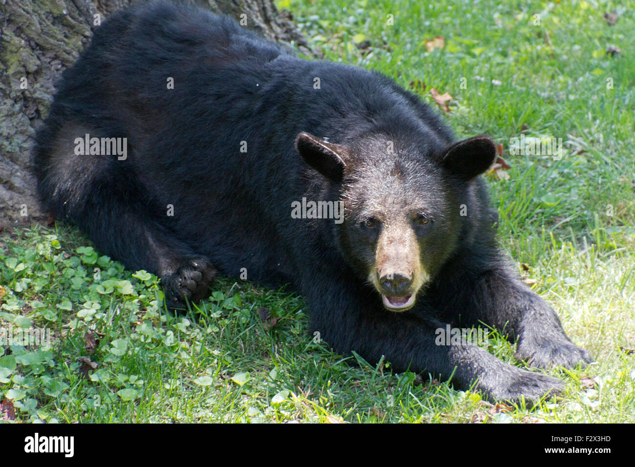 Un ours noir se trouve par un arbre dans une cour haletant de la chaleur de l'été Banque D'Images