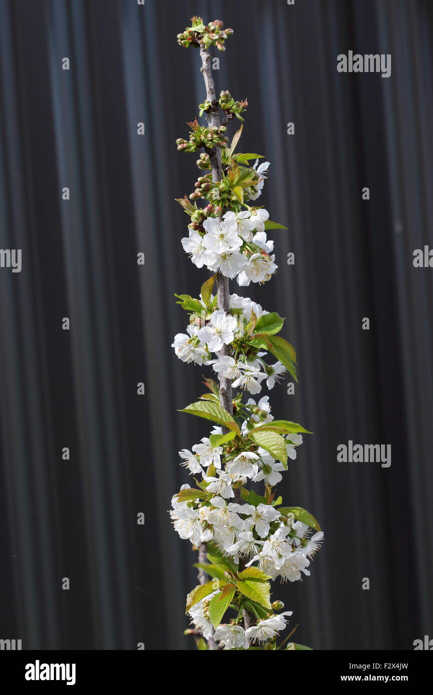 Lapins cherry flowers on a tree Banque D'Images