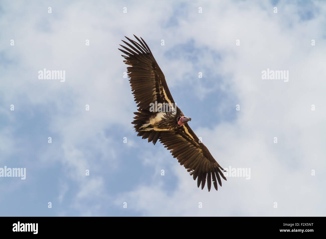 Ruppell's vautours sont beaux en vol et autour de leurs nids. Avec les oiseaux peuvent dominer un kill. Grande Envergure. Banque D'Images