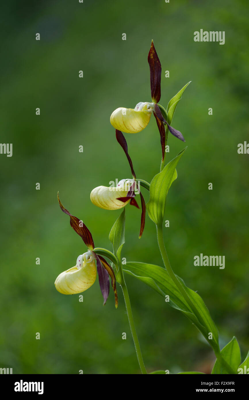 Lady's Slipper orchid, nom latin Cypripedium calceolus, jaune Banque D'Images