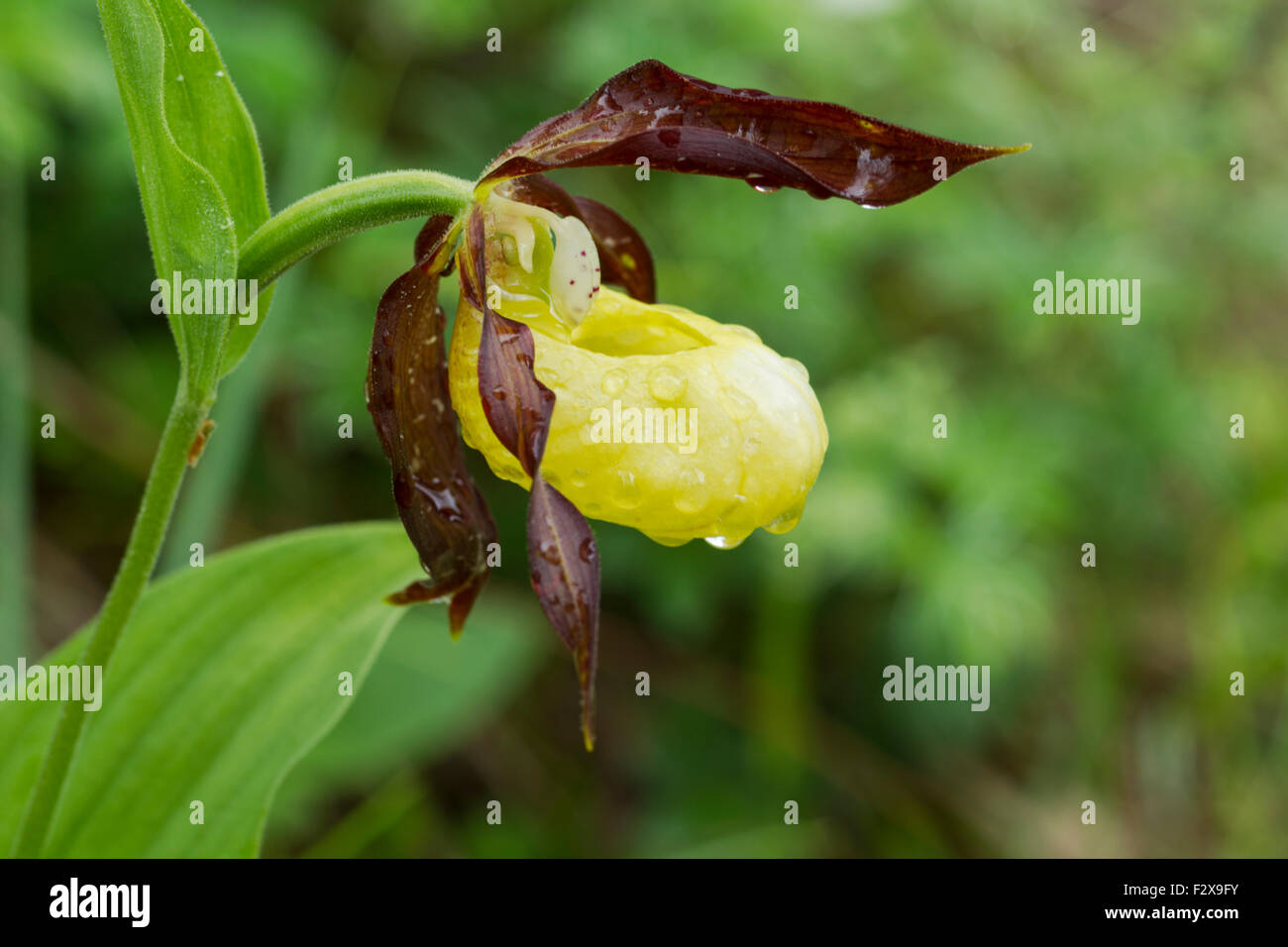 Lady's Slipper orchid, nom latin Cypripedium calceolus, jaune, couvert de gouttes de pluie Banque D'Images