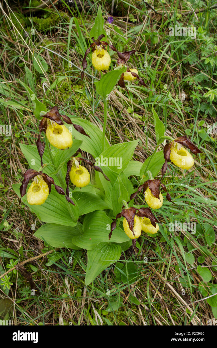 Lady's Slipper orchid, nom latin Cypripedium calceolus, jaune, couvert de gouttes de pluie Banque D'Images