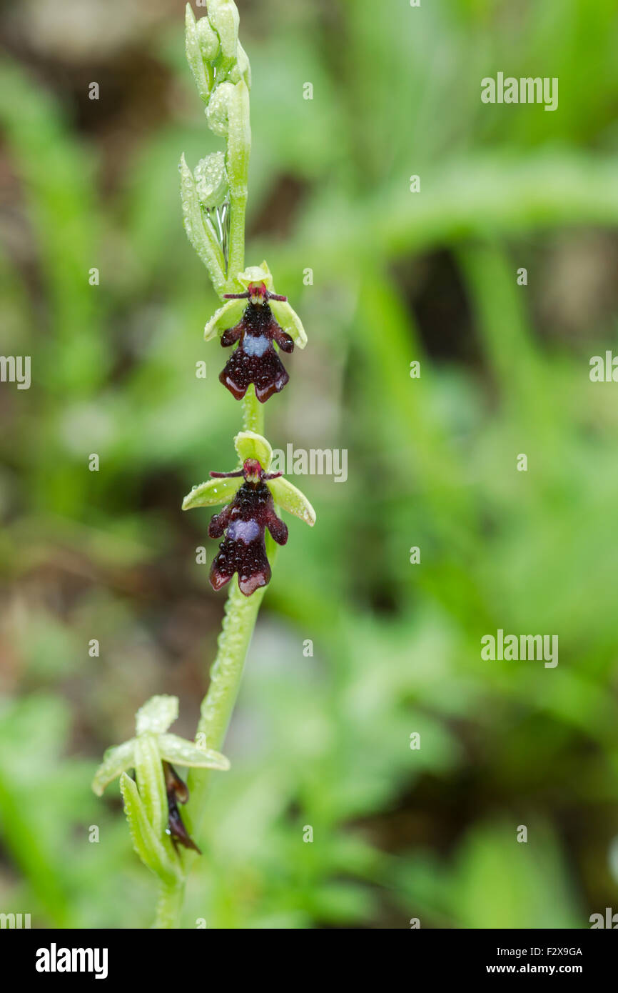 L'orchidée mouche, Ophrys insectifera nom Latin Banque D'Images