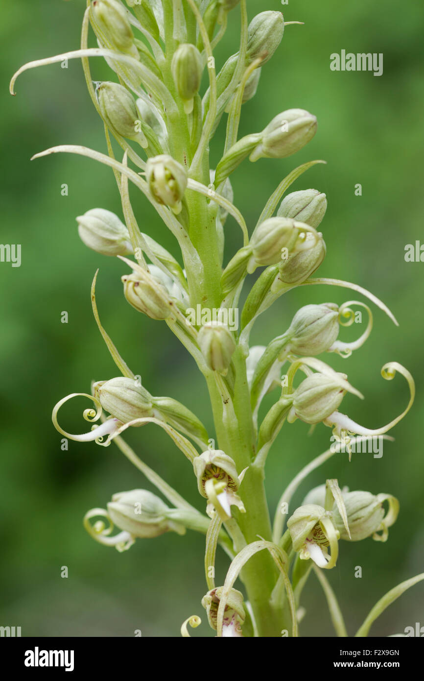 Langue de lézard, orchidée nom Latin Himantoglossum hircinum Banque D'Images