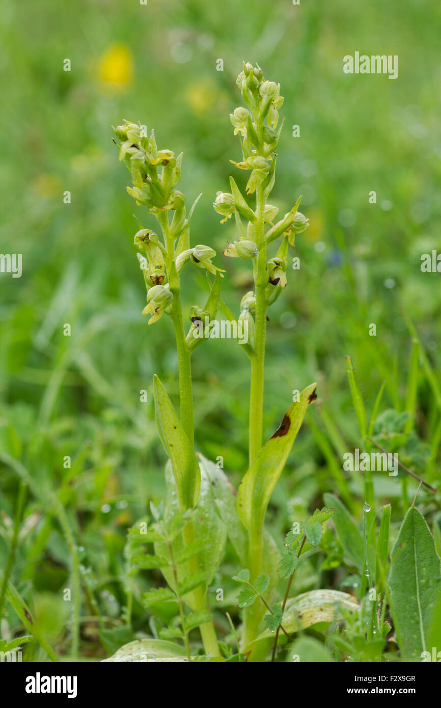 Frog Orchid, nom latin Coeloglossum viride Banque D'Images