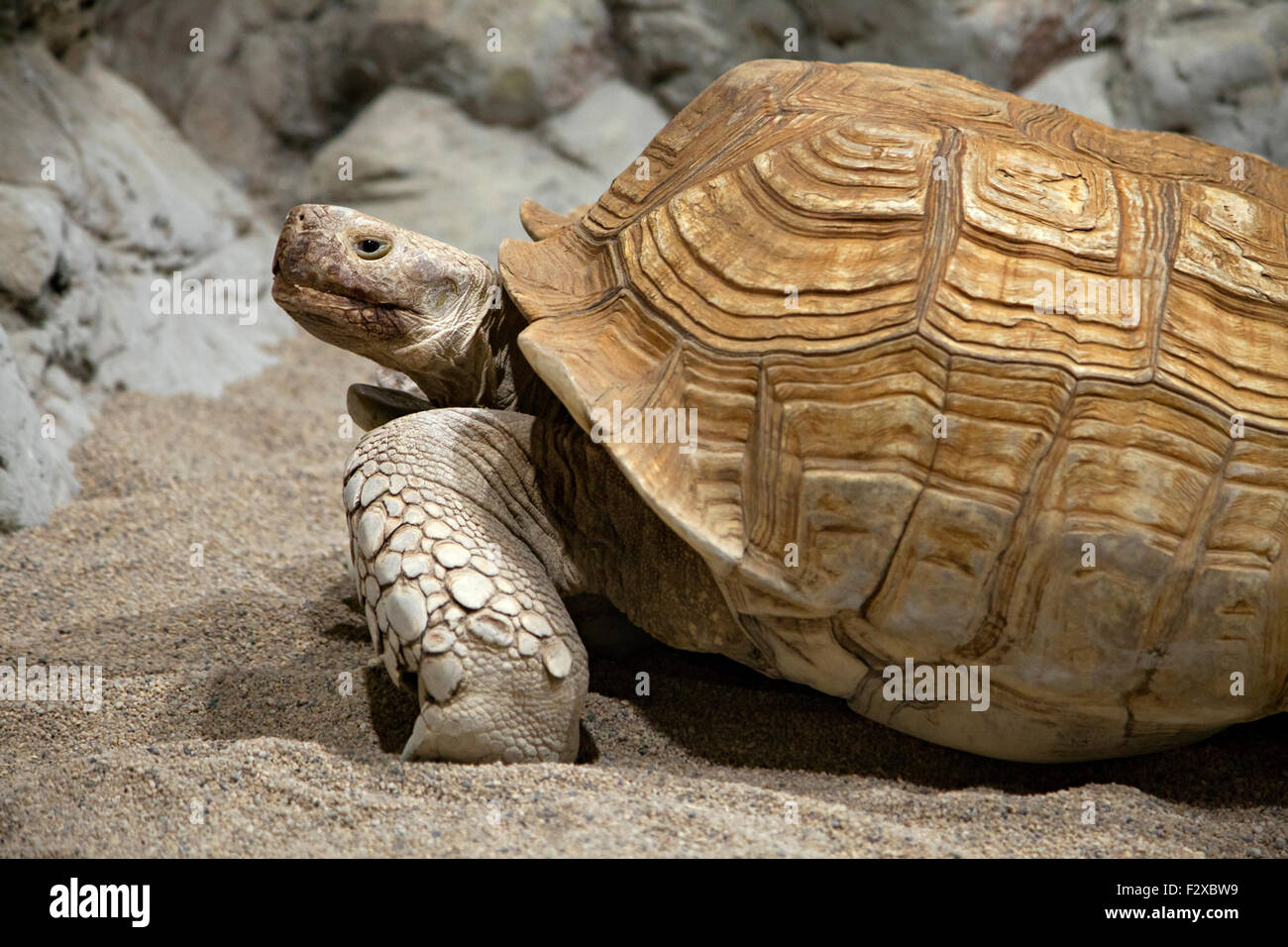 Tortue de terre Banque D'Images