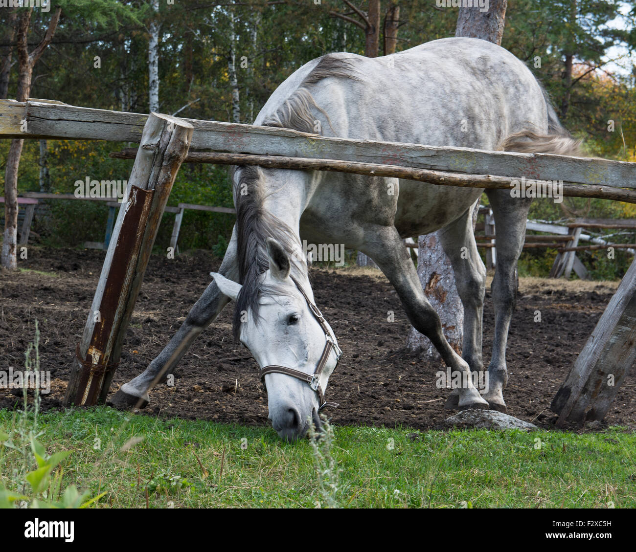 Cheval blanc mange de l'herbe Banque D'Images