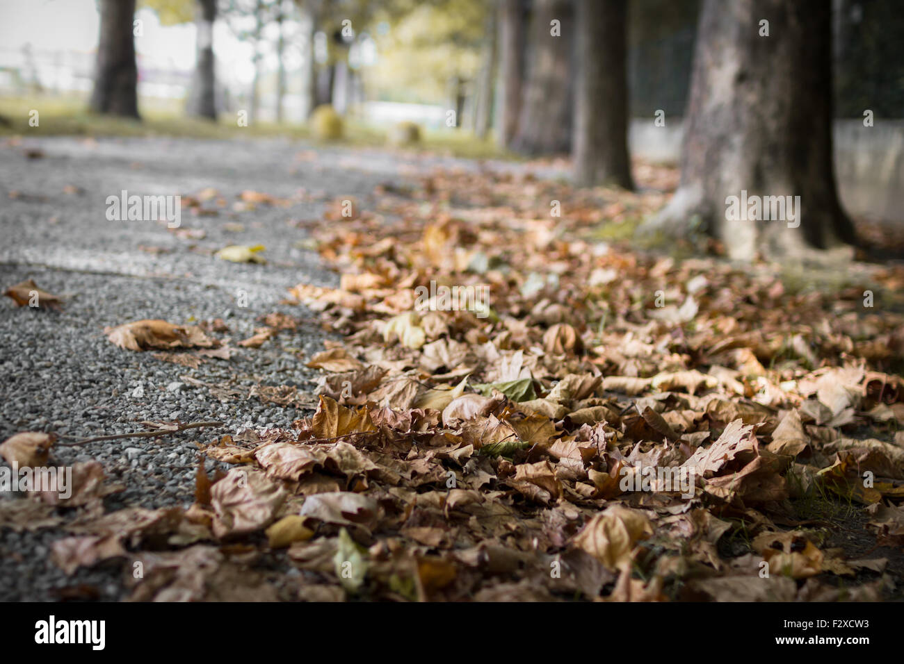 Vue de face d'un groupe de feuilles tombées sur le bitume, dans un parc de la ville. Banque D'Images